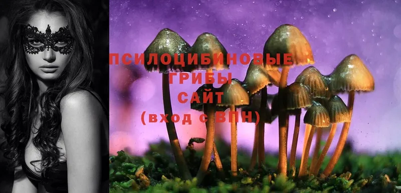 нарко площадка какой сайт  Советская Гавань  Псилоцибиновые грибы Psilocybine cubensis 